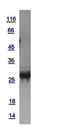 Human mtTFA protein, His tag. GTX112760-pro