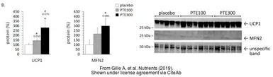 Anti-UCP1 antibody used in Western Blot (WB). GTX112784