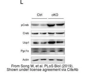 Anti-UCP1 antibody used in Western Blot (WB). GTX112784