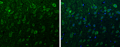 Anti-alpha Synuclein antibody used in IHC (Paraffin sections) (IHC-P). GTX112799