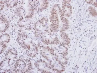 Anti-alpha Synuclein antibody used in IHC (Paraffin sections) (IHC-P). GTX112799