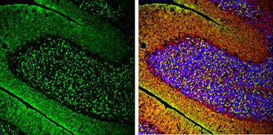 Anti-alpha Synuclein antibody used in IHC (Frozen sections) (IHC-Fr). GTX112799