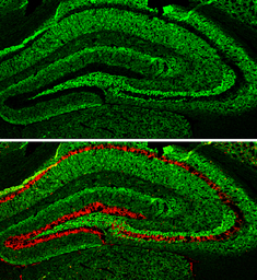 Anti-alpha Synuclein antibody used in IHC (Frozen sections) (IHC-Fr). GTX112799