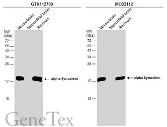 Anti-alpha Synuclein antibody used in Western Blot (WB). GTX112799