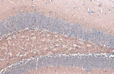 Anti-alpha Synuclein antibody used in IHC (Paraffin sections) (IHC-P). GTX112799