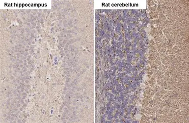 Anti-alpha Synuclein antibody used in IHC (Paraffin sections) (IHC-P). GTX112799