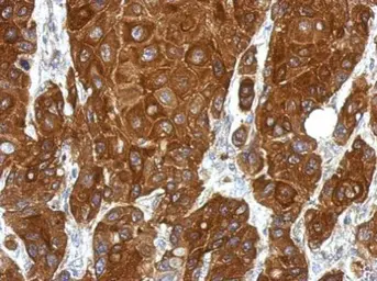 Anti-RGS1 antibody used in IHC (Paraffin sections) (IHC-P). GTX112803