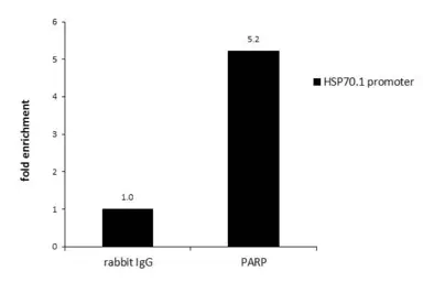 Anti-PARP antibody [N1N2], N-term used in ChIP assay (ChIP assay). GTX112839