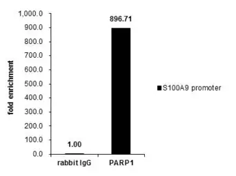 Anti-PARP antibody [N1N2], N-term used in ChIP assay (ChIP assay). GTX112839