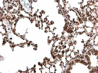 Anti-CREB antibody used in IHC (Paraffin sections) (IHC-P). GTX112846