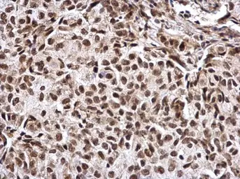 Anti-CREB antibody used in IHC (Paraffin sections) (IHC-P). GTX112846
