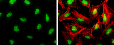 Anti-CREB antibody used in Immunocytochemistry/ Immunofluorescence (ICC/IF). GTX112846