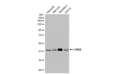 Anti-CREB antibody used in Western Blot (WB). GTX112846