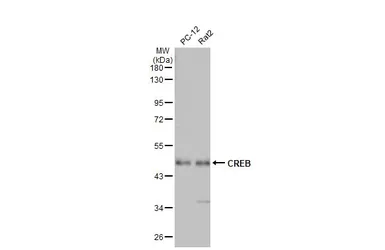 Anti-CREB antibody used in Western Blot (WB). GTX112846