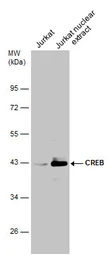 Anti-CREB antibody used in Western Blot (WB). GTX112846