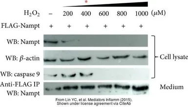 Anti-Caspase 9 antibody [N2C3] used in Western Blot (WB). GTX112888