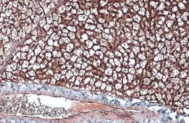 Anti-CD36 antibody used in IHC (Paraffin sections) (IHC-P). GTX112891