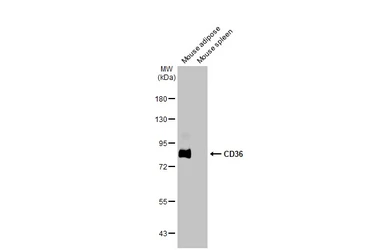 Anti-CD36 antibody used in Western Blot (WB). GTX112891