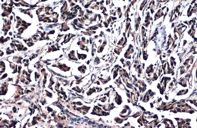 Anti-GSTP1 antibody used in IHC (Paraffin sections) (IHC-P). GTX112953
