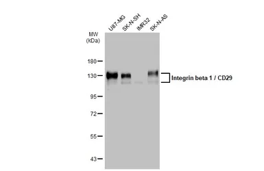 Anti-Integrin beta 1 / CD29 antibody used in Western Blot (WB). GTX112971