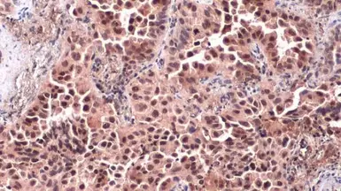 Anti-c-Jun antibody used in IHC (Paraffin sections) (IHC-P). GTX112974