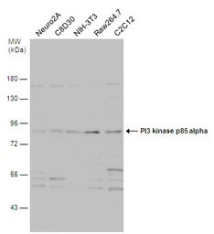 Anti-PI3 kinase p85 alpha antibody used in Western Blot (WB). GTX112994