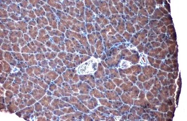 Anti-TLR3 antibody used in IHC (Paraffin sections) (IHC-P). GTX113022