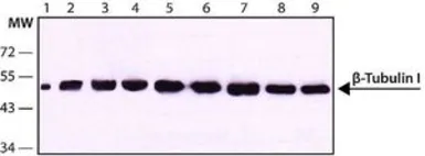 Anti-beta Tubulin I antibody [SAP.4G5] used in Western Blot (WB). GTX11312