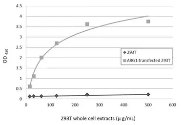 Anti-Arginase 1 antibody used in ELISA (ELISA). GTX113131