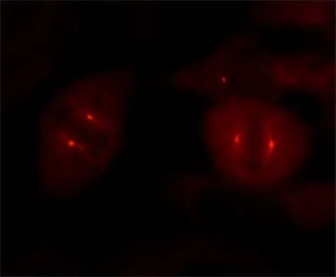Anti-gamma Tubulin antibody [GTU-88] used in Immunocytochemistry/ Immunofluorescence (ICC/IF). GTX11316