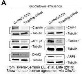 Anti-Dynamin 2 antibody [N1N3] used in Western Blot (WB). GTX113171