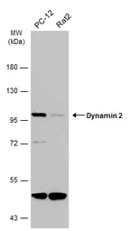 Anti-Dynamin 2 antibody [N1N3] used in Western Blot (WB). GTX113171