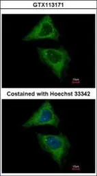 Anti-Dynamin 2 antibody [N1N3] used in Immunocytochemistry/ Immunofluorescence (ICC/IF). GTX113171