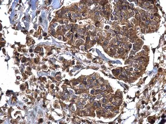Anti-Dynamin 2 antibody [N1N3] used in IHC (Paraffin sections) (IHC-P). GTX113171