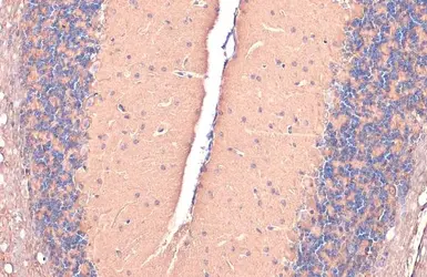 Anti-GAD67 antibody used in IHC (Paraffin sections) (IHC-P). GTX113190
