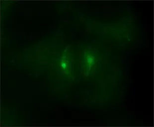 Anti-gamma Tubulin antibody used in Immunocytochemistry/ Immunofluorescence (ICC/IF). GTX11321