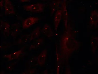 Anti-gamma Tubulin antibody used in Immunocytochemistry/ Immunofluorescence (ICC/IF). GTX11321