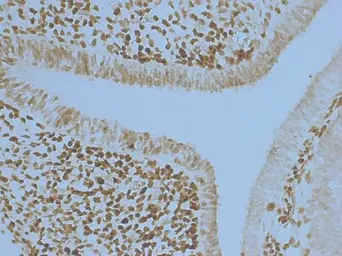 Anti-PAX6 antibody used in IHC (Frozen sections) (IHC-Fr). GTX113241