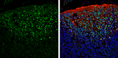 Anti-PAX6 antibody used in IHC (Frozen sections) (IHC-Fr). GTX113241
