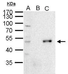 Anti-PAX6 antibody used in Immunoprecipitation (IP). GTX113241