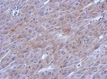 Anti-DNA polymerase gamma antibody [N1N2], N-term used in IHC (Paraffin sections) (IHC-P). GTX113247