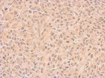 Anti-COX1 antibody used in IHC (Paraffin sections) (IHC-P). GTX113259