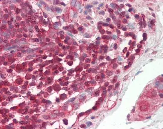 Anti-c-Rel antibody [N1N3] used in IHC (Paraffin sections) (IHC-P). GTX113264