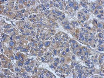 Anti-Vinculin antibody [N1N3] used in IHC (Paraffin sections) (IHC-P). GTX113294
