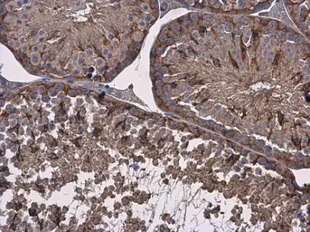 Anti-Vinculin antibody [N1N3] used in IHC (Paraffin sections) (IHC-P). GTX113294