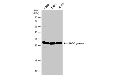 Anti-14-3-3 gamma antibody used in Western Blot (WB). GTX113298