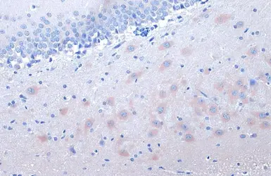 Anti-14-3-3 gamma antibody used in IHC (Paraffin sections) (IHC-P). GTX113298