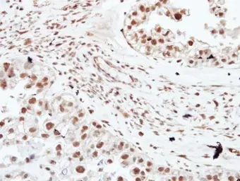 Anti-HDAC3 antibody used in IHC (Paraffin sections) (IHC-P). GTX113303