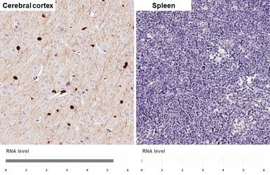 Anti-Aspartoacylase antibody [N1C3-2] used in IHC (Paraffin sections) (IHC-P). GTX113389