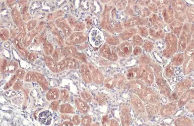 Anti-CBS antibody used in IHC (Paraffin sections) (IHC-P). GTX113400